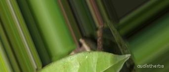 augmented_Alangium lamarckii leaf4_0_1280.jpeg